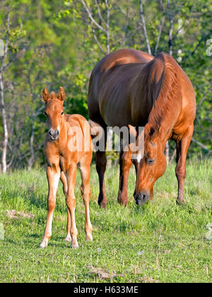 Sauerampfer Quarterhorse Stute und Fohlen zusammen auf der Wiese Stockfoto