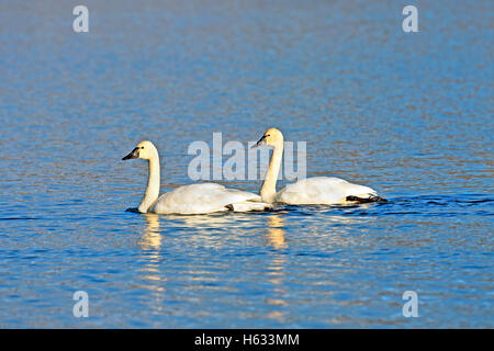 Paar der Tundra Schwan ruht auf See während der migration Stockfoto