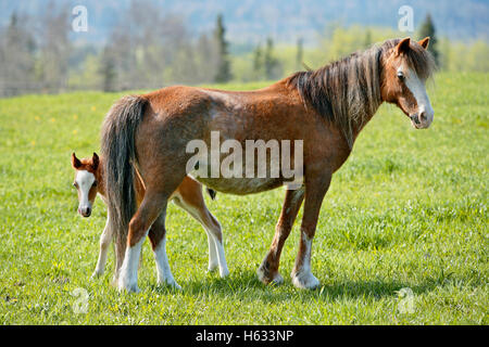 Welsh Pony Stute mit paar Wochen alten Fohlen im Frühjahr Weiden Stockfoto