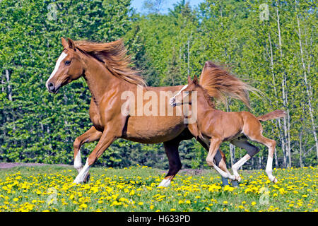 Schöne arabische Fuchsstute mit wenigen Wochen alten Fohlen galoppieren in Frühlingswiese. Stockfoto