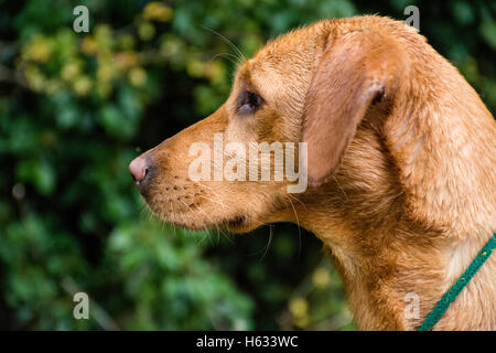 matschig Red fox labrador Stockfoto