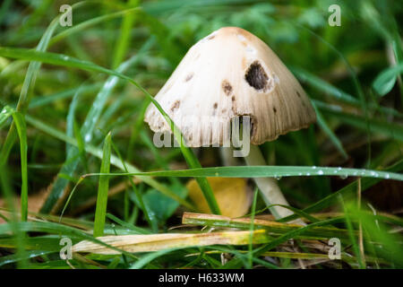eine wilde Pilzzucht einige Gras Stockfoto