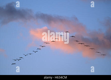 Braune Pelikane (Pelecanus Occidentalis) in V-Formation fliegen. Nationalpark Manuel Antonio, zentrale Pazifikküste Costa Rica. Stockfoto