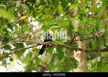 Kiel-billed Toucan (Ramphastos Sulfuratus). Tiefland-Regenwald, La Selva Biological Station, Sarapiquí, Karibik, Costa Rica Stockfoto