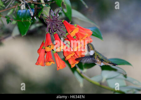 Vulkan-Kolibri (Selasphorus Flammula) ernähren sich von Lily (Bomarea Hirsuta). Paramo, Chirripó Nationalpark. Costa Rica. Stockfoto