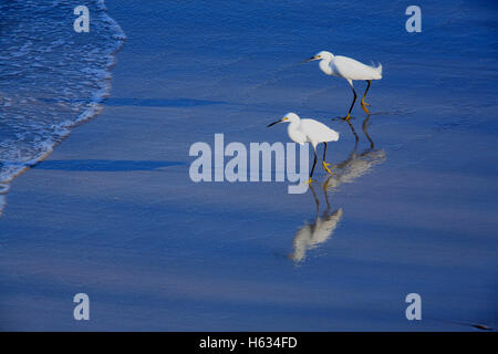 Snowy Silberreiher (Egretta unaufger) auf der Suche nach Fisch und Muscheln. Strand Playa Ventanas nördlich von Playa Grande. Guanacaste, Costa Rica Stockfoto