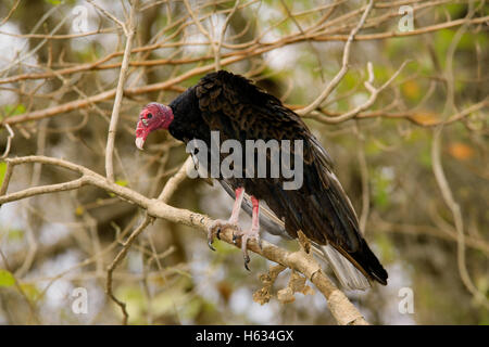 Türkei-Geier (Cathartes Aura) im tropischen Trockenwald, Palo Verde Nationalpark, Costa Rica. Stockfoto