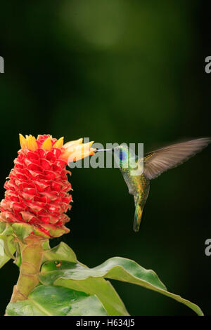 Grünes violett-Ohr Kolibri (Colibri Thalassinus) Fütterung im Ginger Flower (Costus Montanus). Monteverde, Costa Rica Stockfoto