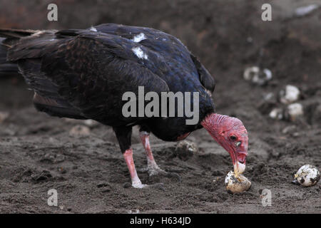 Türkei-Geier (Cathartes Aura) feeds während Arribada ungeschlüpfte Eier von Olive Ridley Turtle (Lepidochelys Olivacea). Stockfoto