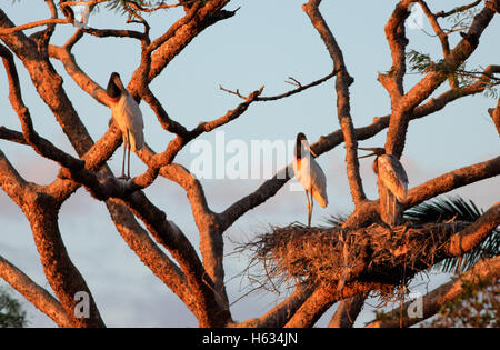 Jabiru Erwachsene und Jugendliche (Jabiru Mycteria) am Nest in der Nähe von River Tempisque, Guanacaste, Costa Rica. Stockfoto