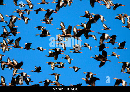 Herde von schwarzbäuchigen Pfeifen Enten (Dendrocygna Autumnalis) in der Nähe von River Tempisque, Guanacaste, Costa Rica. Stockfoto