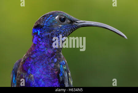 Violette Sabrewing Kolibri (Campylopterus Hemileucurus) in der Nähe. Costa Rica. Januar 2013. Stockfoto