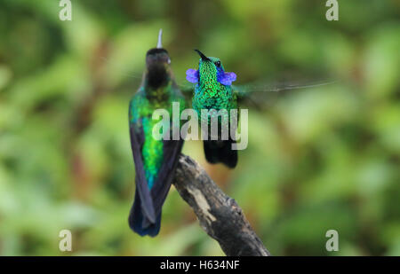 Grünes violett-Ohr Kolibri (Colibri Thalassinus) männlich Anhebung Ohr Flecken im territorialen Display. Costa Rica Stockfoto