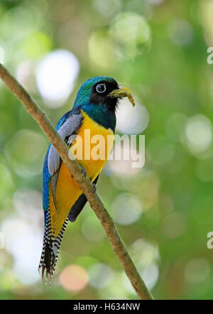 Männliche Black-throated Trogon (Trogon Rufus) mit Caterpillar in Rechnung. Corcovado Nationalpark, Osa Halbinsel, Costa Rica. Stockfoto