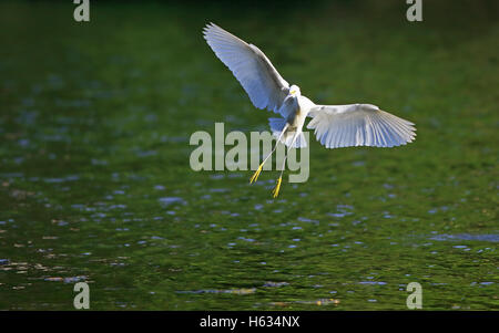 Snowy Silberreiher (Egretta unaufger) fliegen über Río Claro, Corcovado Nationalpark, Costa Rica. Stockfoto