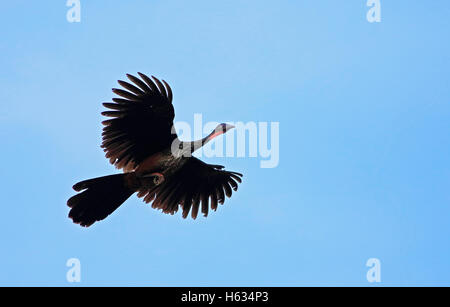 Crested Guan (Penelope Purpurascens) während des Fluges, Corcovado Nationalpark, Osa, Costa Rica. Stockfoto