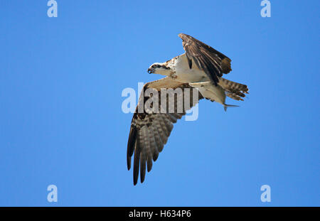 Fischadler (Pandion Haliaetus) mit Fisch. Corcovado Nationalpark, Osa, Costa Rica. Februar 2013. Stockfoto