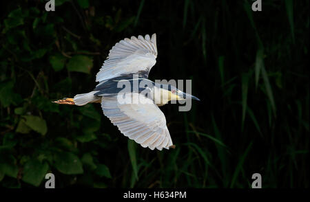 Schwarz-gekrönter Nachtreiher (Nycticorax Nycticorax) fliegen. Nationalpark Palo Verde, Guanacaste, Costa Rica. Stockfoto