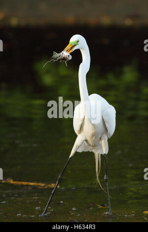 Silberreiher (Ardea Alba), der einen Fisch in einem Bach in Guanacaste, Costa Rica, Mittelamerika hält. Stockfoto