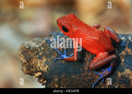 Blaue Jeans poison Dart Frog (Oophaga Pumilio) im Tiefland-Regenwald. Cerro de Tortuguero, Costa Rica. Stockfoto