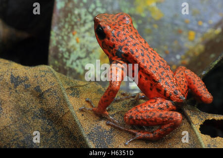 Erdbeere Pfeilgiftfrosch (Oophaga Pumilio) im Tiefland-Regenwald in der Nähe von Puerto Viejo, Süden Karibikküste Costa Rica. Stockfoto