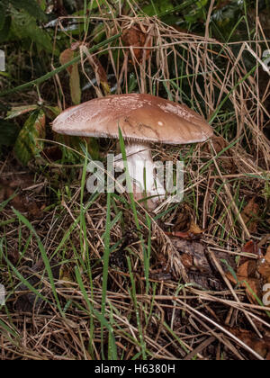 Der Blusher Amanita Rubescens wächst unter Eiche und Birke Bäumen auf in der Lage Heide in Norfolk. Stockfoto