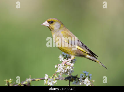 Grünfink, Zuchtjahr Spinus, im Frühjahr Stockfoto