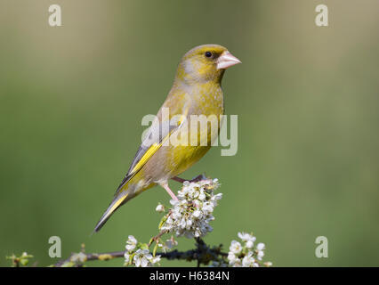 Grünfink, Zuchtjahr Spinus, im Frühjahr Stockfoto