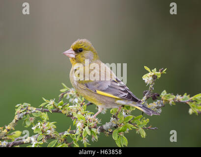 Grünfink, Zuchtjahr Spinus, im Frühjahr Stockfoto