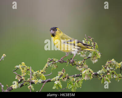 Männliche Europäische Zeisig, Zuchtjahr Spinus, auf einem Ast Flechten bedeckt Stockfoto