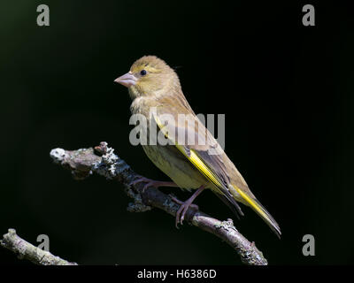 Grünfink, Zuchtjahr Spinus, im Frühjahr Stockfoto