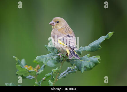 Grünfink, Zuchtjahr Spinus, im Frühjahr Stockfoto