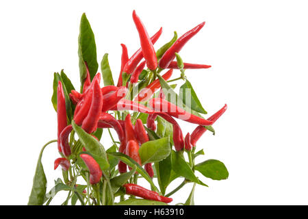 Chili-Pflanze mit grünen Blättern auf einem weißen Hintergrund. Stockfoto