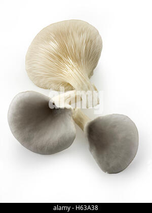 Frisch gepflückt raw grauen Austernseitling Pleurotus Ostreatus, ungekocht Stockfoto