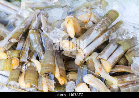 Solenidae gemeinhin als "Rasierer Muscheln," ist eine Familie von marine zweischaligen Mollusken im nicht zugewiesene Euheterodonta.Selective Fokus Stockfoto