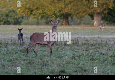 Weibliches Rotwild (Hirschkühe)-Cervus Elaphus bei Sonnenuntergang. UK Stockfoto