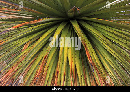 Puya Raimondi Bromelia schließen Stockfoto