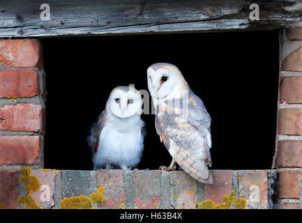 Eine wilde erwachsenen männlichen Schleiereule Tyto Alba und eines seiner jungen Eulen unter einen Blick auf die Außenwelt, Warwickshire Stockfoto