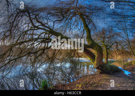 Baum im Winter über den See Stockfoto