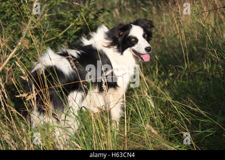 Junge Border Collie, zu Fuß langen Gras Stockfoto