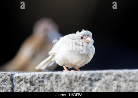 Hohe Alter Albino eurasischen Tree Sparrow Stockfoto