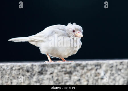 Hohe Alter Albino eurasischen Tree Sparrow Stockfoto