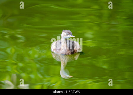 Zwergtaucher (Tachybaptus Ruficollis) schwimmt auf Wasser Stockfoto