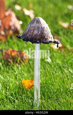 Ein Coprinus Comatus bekannt als Shaggy Inkcap Stockfoto