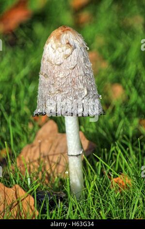 Ein Coprinus Comatus bekannt als Shaggy Inkcap Stockfoto