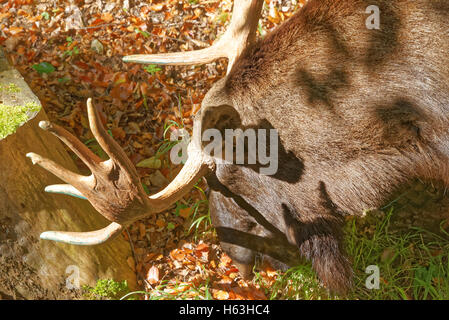 Elch (Nordamerika) oder Elchen (Eurasien), Alces Alces, ist die größte erhaltene Art in der Familie der Hirsche. Stockfoto