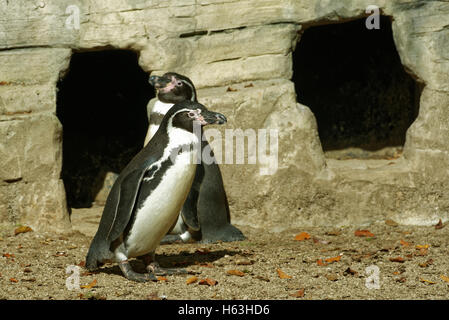 Humboldt-Pinguin (Spheniscus Humboldti) ist eine südamerikanische Pinguin, der an der Küste, Chile und Peru brütet. Stockfoto