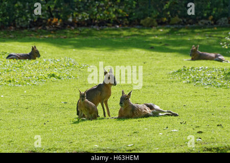 Patagonischen Mara (Dolichotis Patagonum), ist ein relativ großes Nagetier in der Mara-Gattung (Dolichotis). Stockfoto