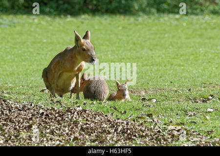 Patagonischen Mara (Dolichotis Patagonum), ist ein relativ großes Nagetier in der Mara-Gattung (Dolichotis). Stockfoto