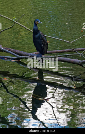 Kormoran (Phalacrocorax Carbo), bekannt als der schwarze Kormoran Stockfoto